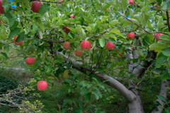 リンゴ園・２