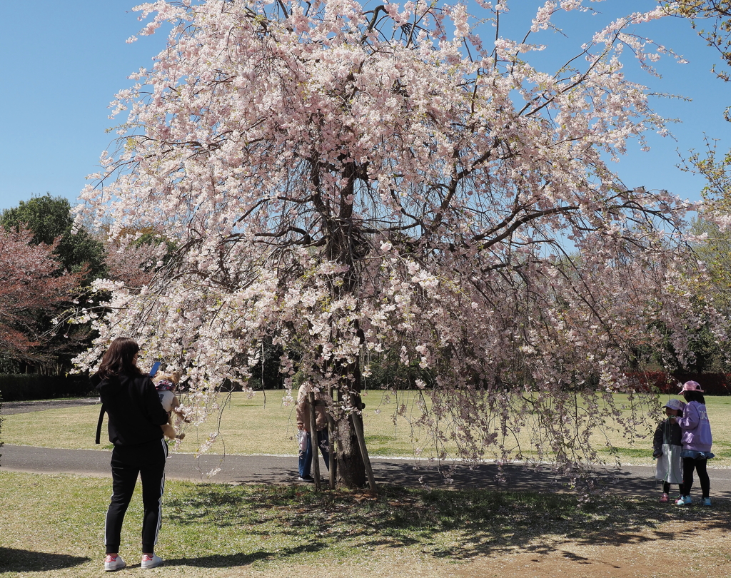 しだれ桜