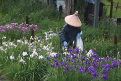 水郷佐原あやめパーク・１