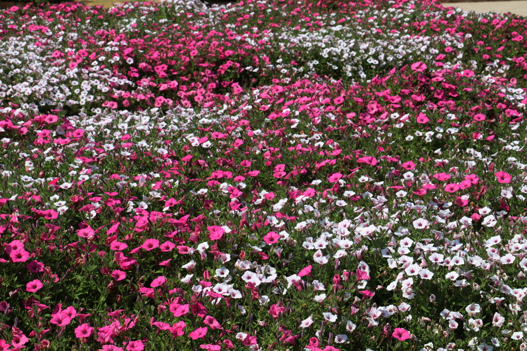 あしかがフラワーパーク（８）