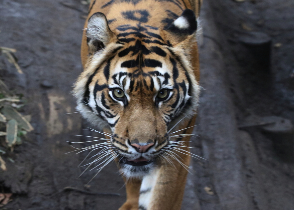 上野動物園ー１０