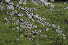 新潟市白山公園ー７