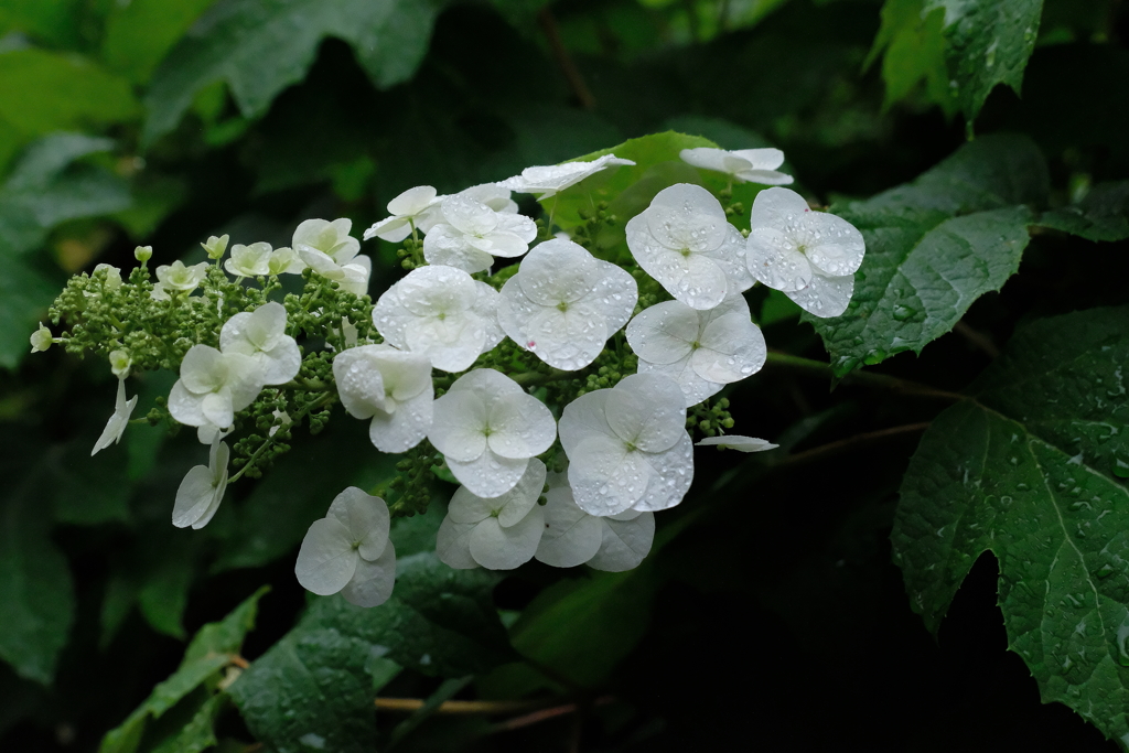 雨あじさい・３