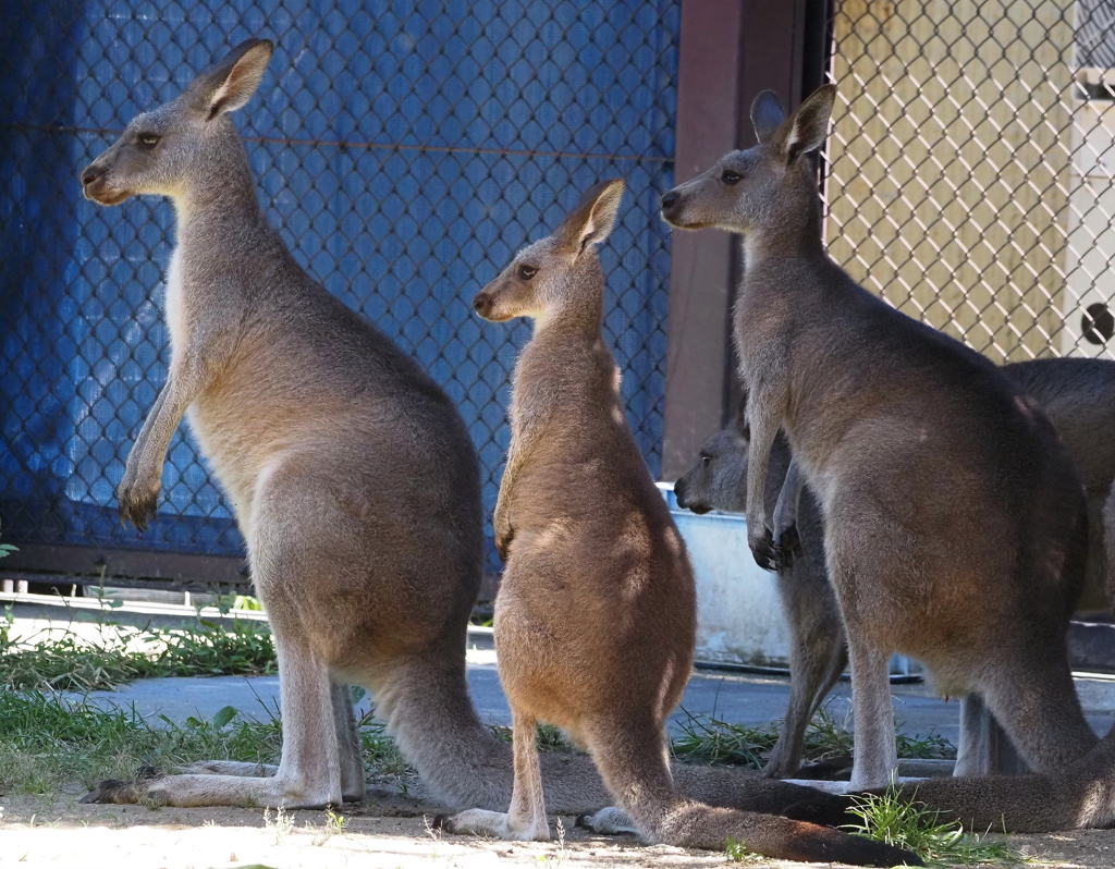 金沢動物園・３