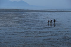有明海潮干狩り