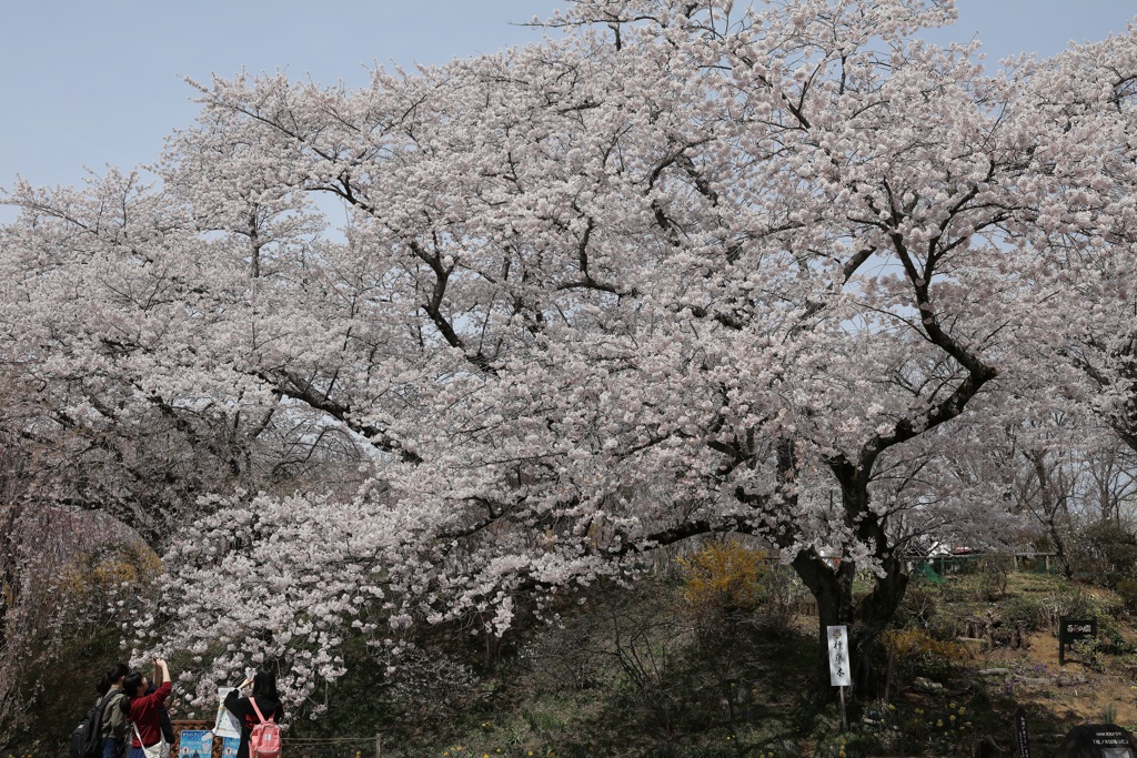 船岡城址公園・３