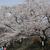 船岡城址公園・３