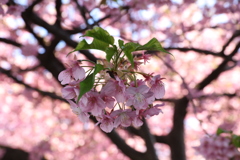 河津桜