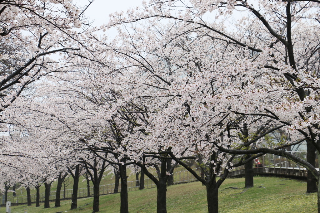 新潟市白山公園ー６