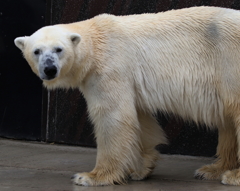 上野動物園ー９