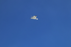 カモメが飛んだ