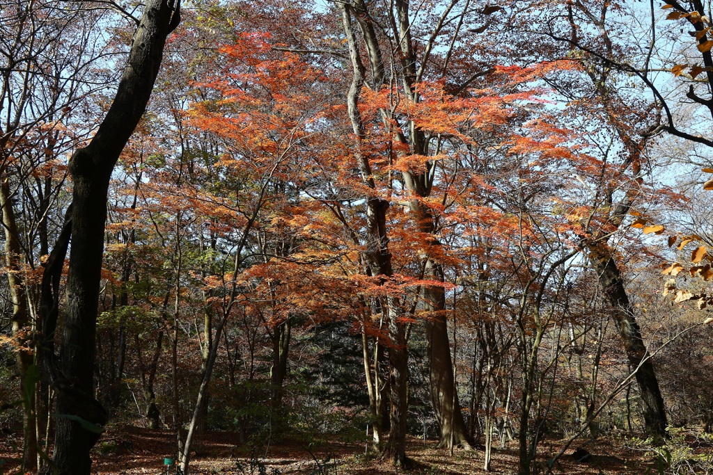 日光植物園・２