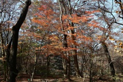 日光植物園・２