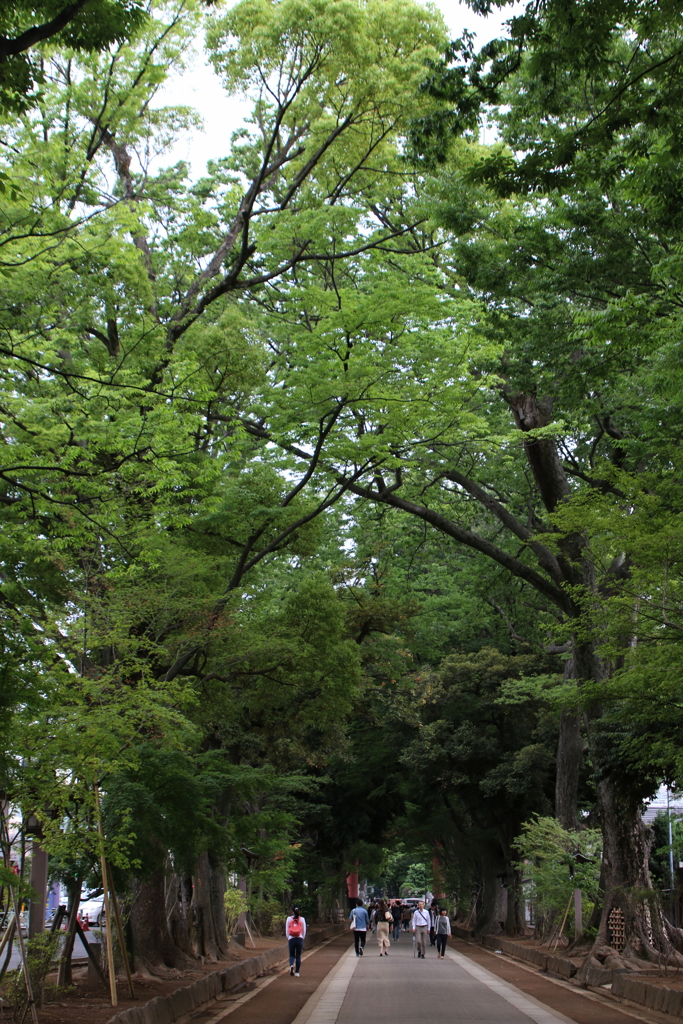 氷川神社・１