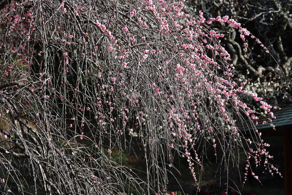 熱海梅園・２