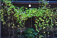 高山市内ー2
