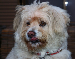 老犬