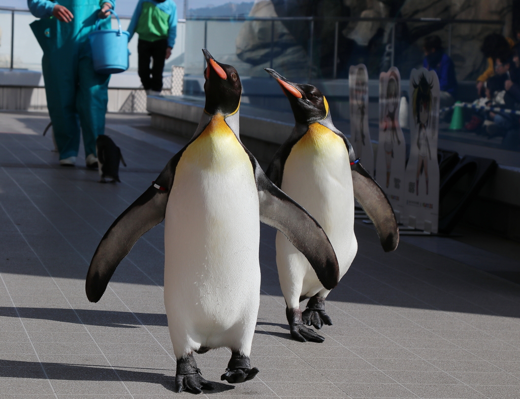 仙台うみの杜水族館・１