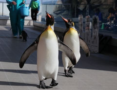 仙台うみの杜水族館・１