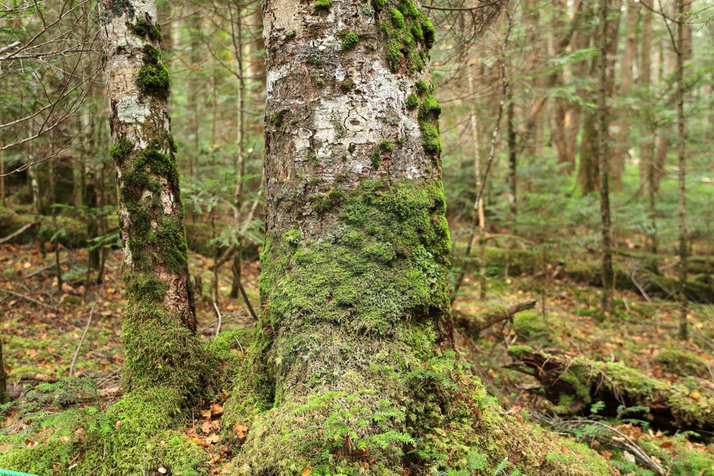 白駒の池・１