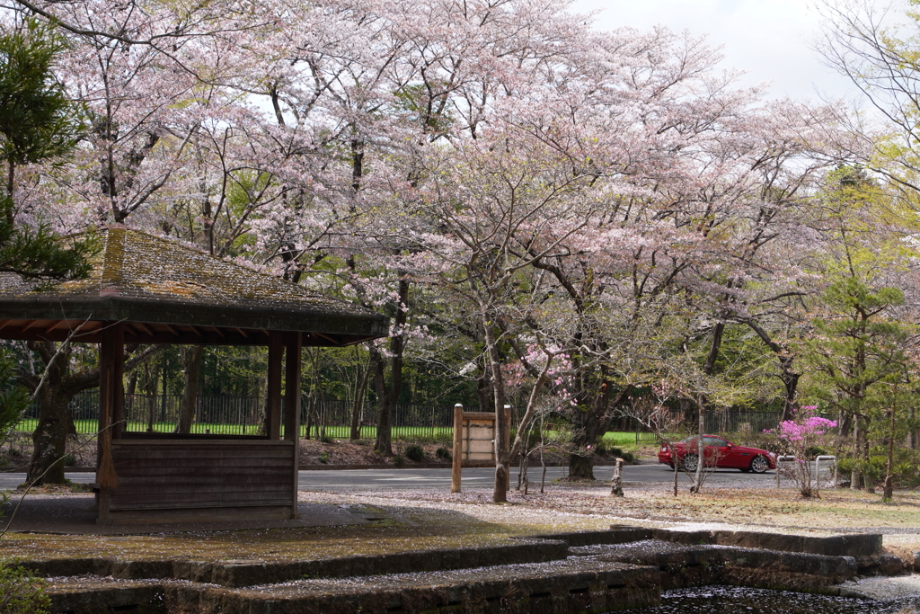 週末の公園・４