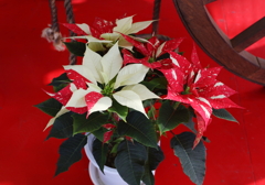ポインセチア・１