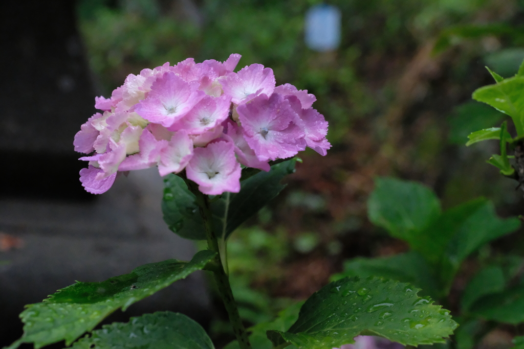 雨あじさい・１