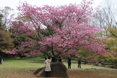 大宮公園・１