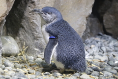 仙台うみの杜水族館・４