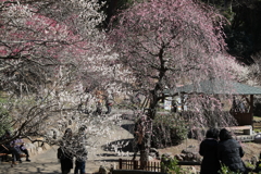 熱海梅園・６