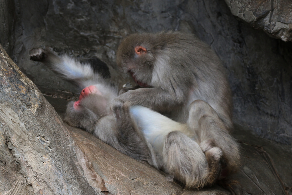 上野動物園ー３