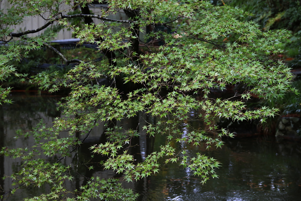 弥彦公園・３