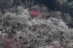 筑波山梅園・１