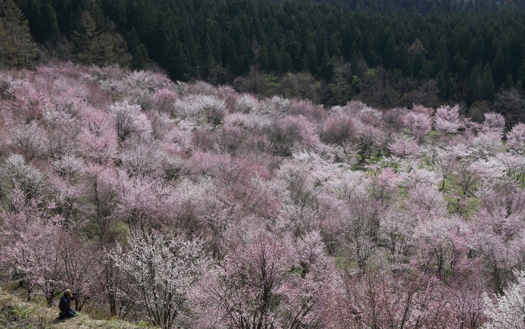 裏磐梯桜峠・１