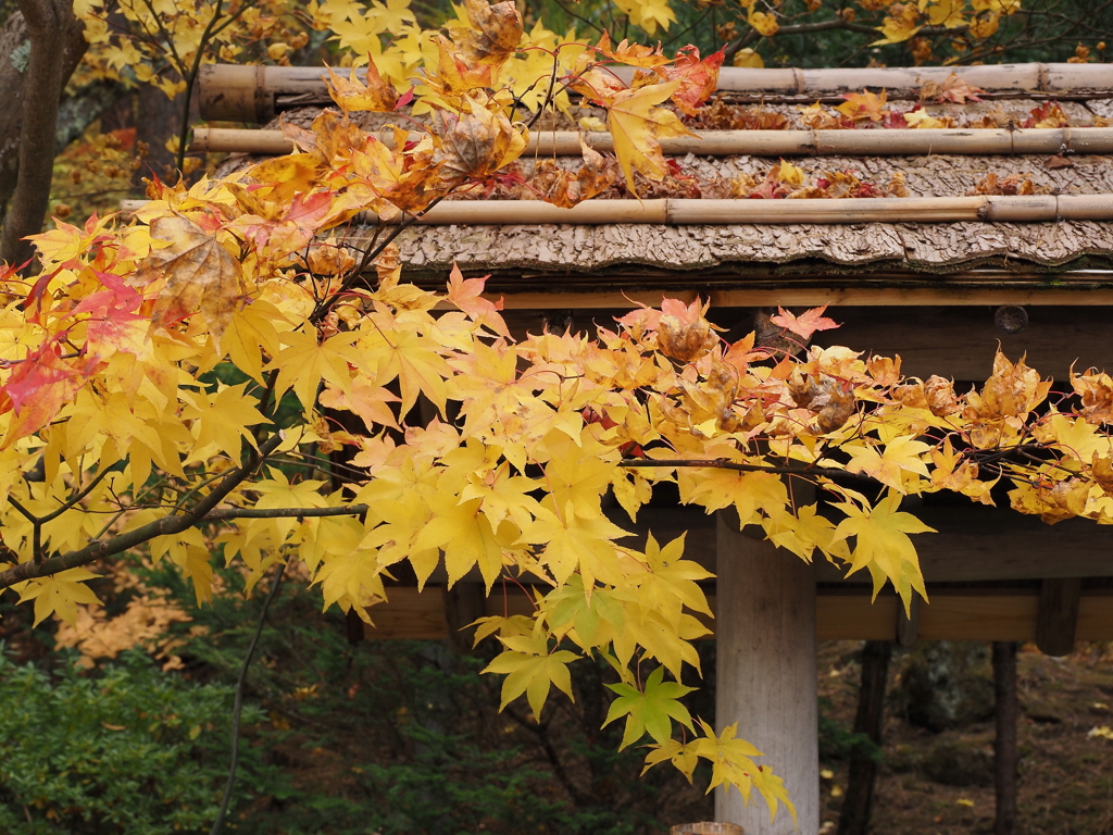 紅葉・１