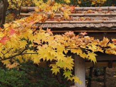 紅葉・１