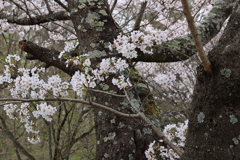 サクラ・５