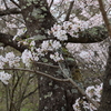 サクラ・５