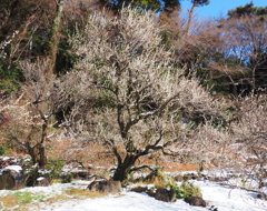 熱海梅園・１