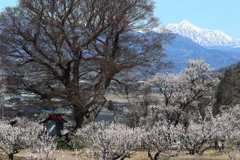 千曲市あんずの里