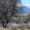 千曲市あんずの里