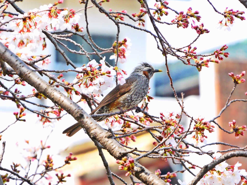 目黒川 桜