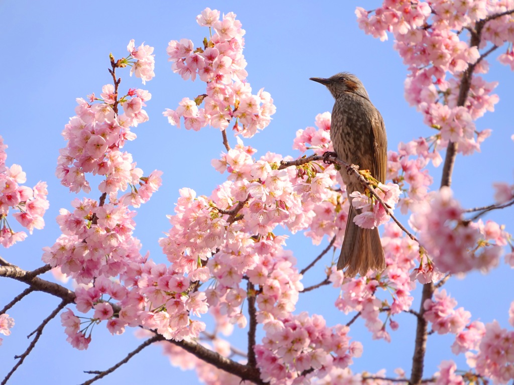 桜