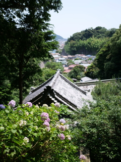 岩殿寺のあじさい