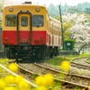 小湊鉄道 菜の花と桜