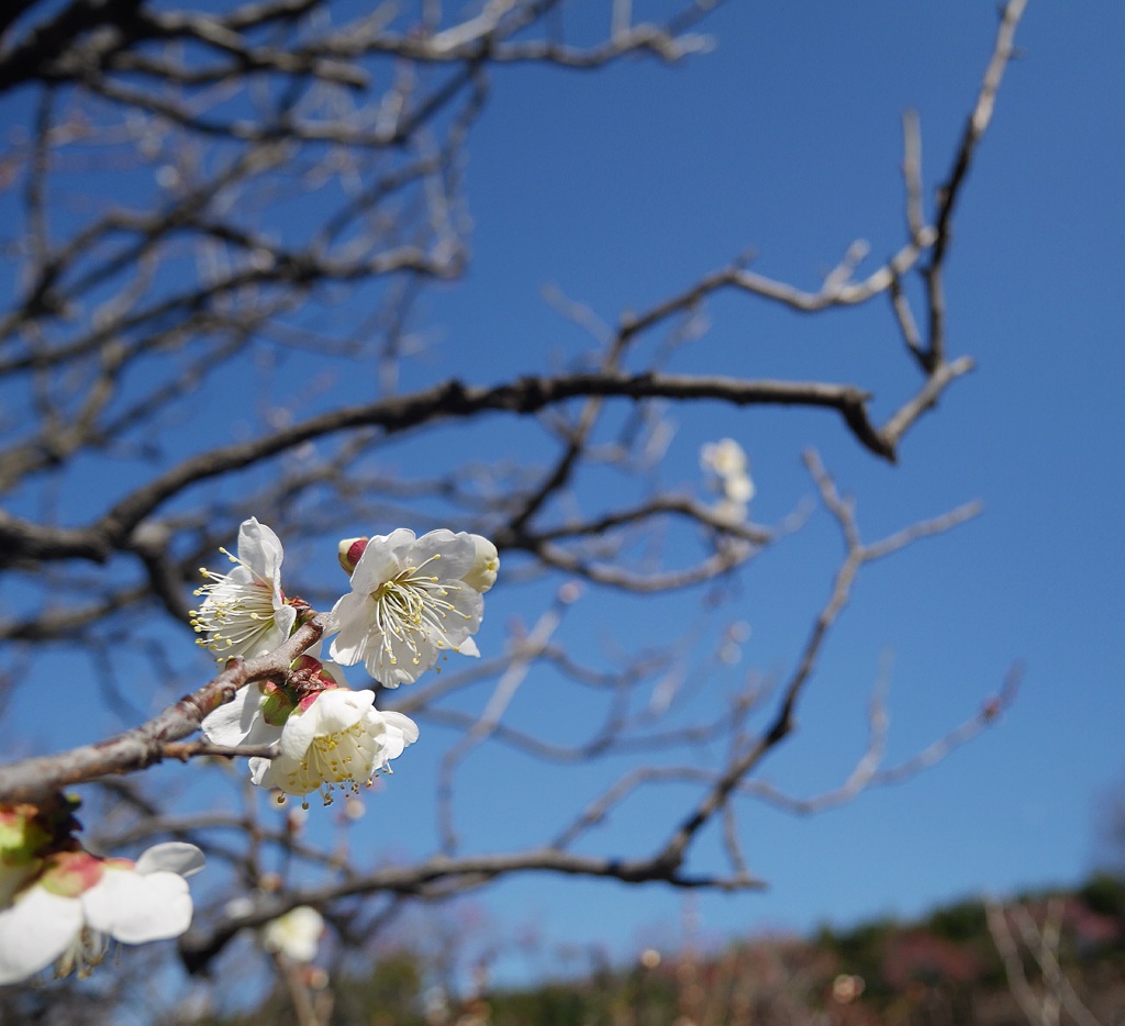 池上梅園