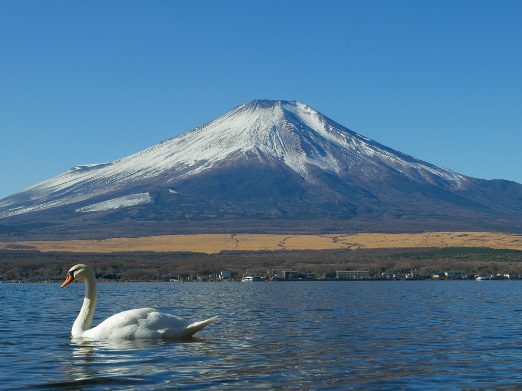 山中湖の白鳥と富士山