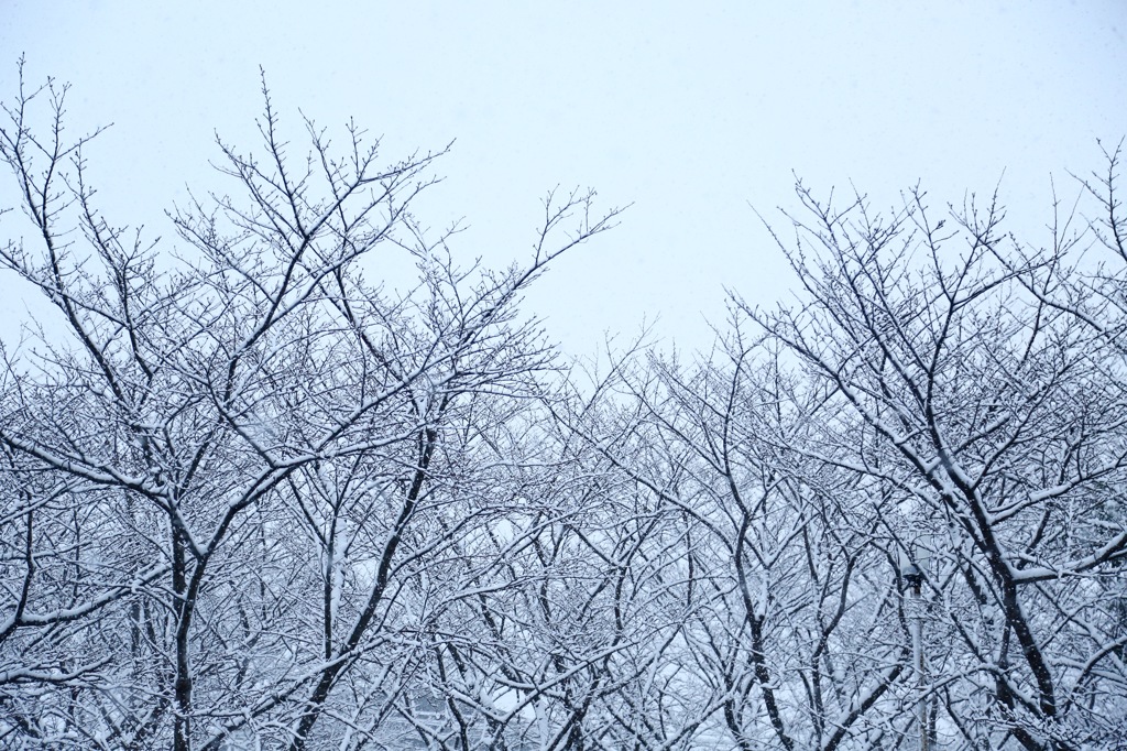 雪の日