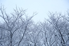 雪の日