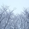 雪の日